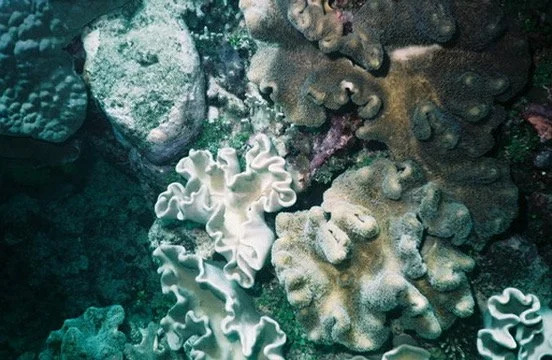 Great Barrier Reef, Australia