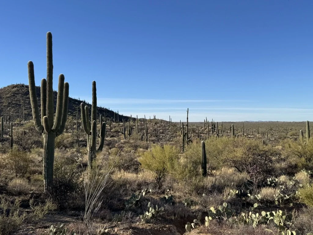 Rincon Mountain District, Saguaro National Park, Arizona