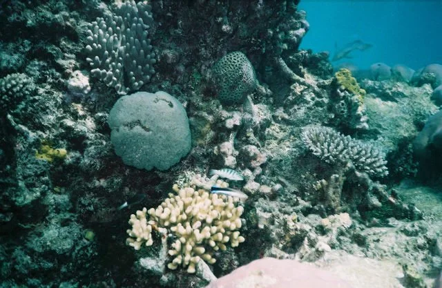 Great Barrier Reef, Australia
