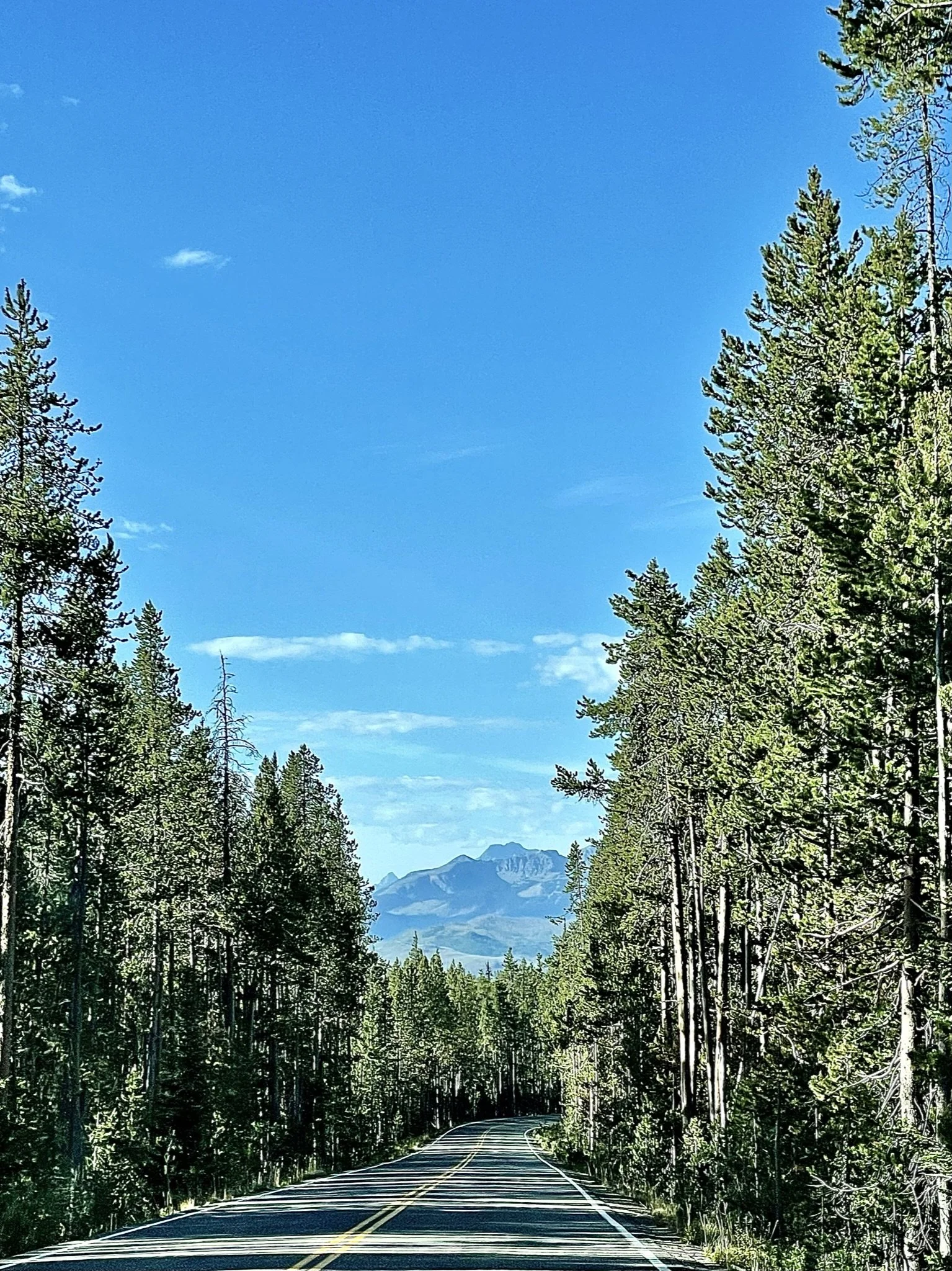 Road in Yellowstone National Park