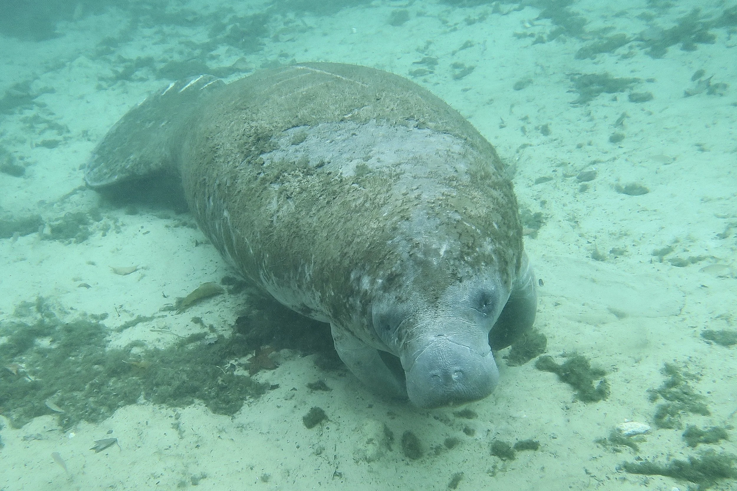 Manatee, Three Sisters Spring, Crystal River, Florida