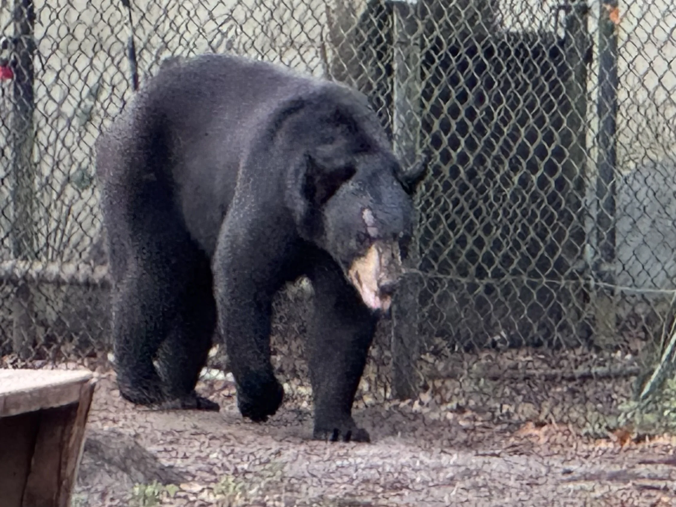 Black Bear, Homosassa Springs State Park, Florida