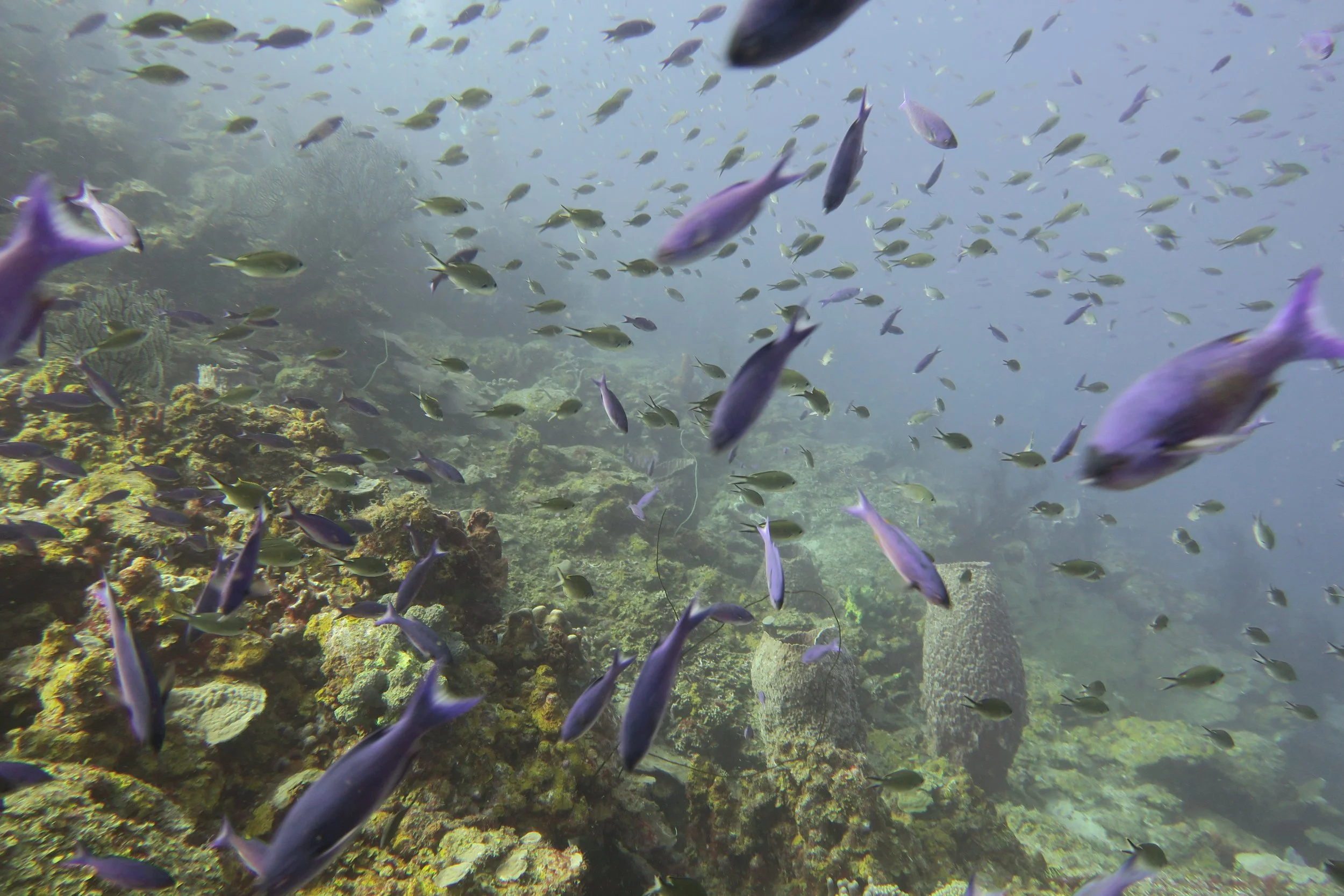 St. Lucia: Coral Gardens of the Caribbean