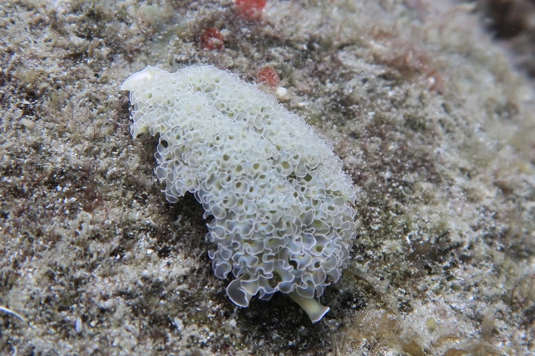 Lettuce Sea Slug