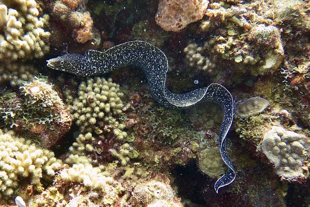 Spotted Moray Eel