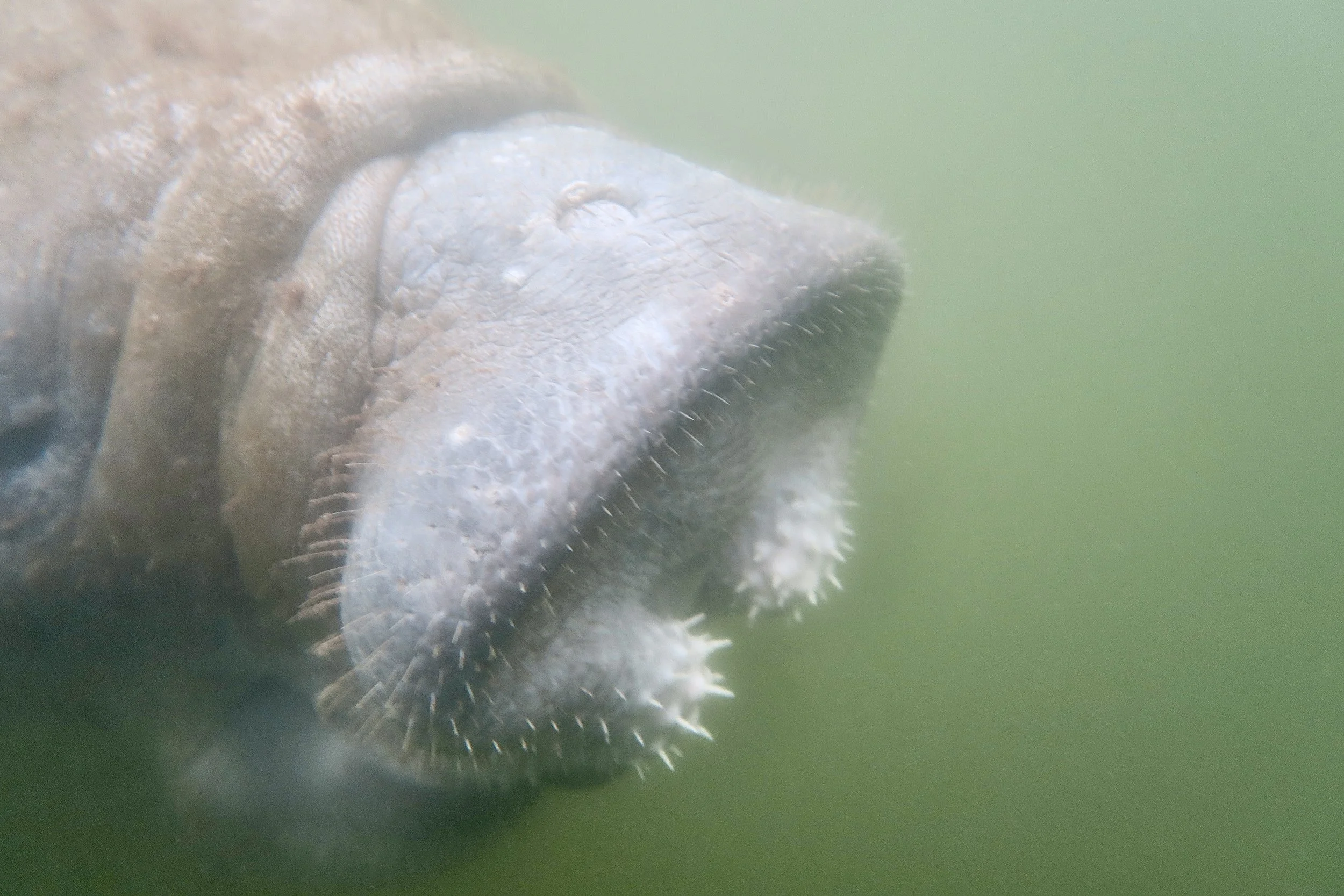 Manatee, King’s Bay, Crystal River, Florida