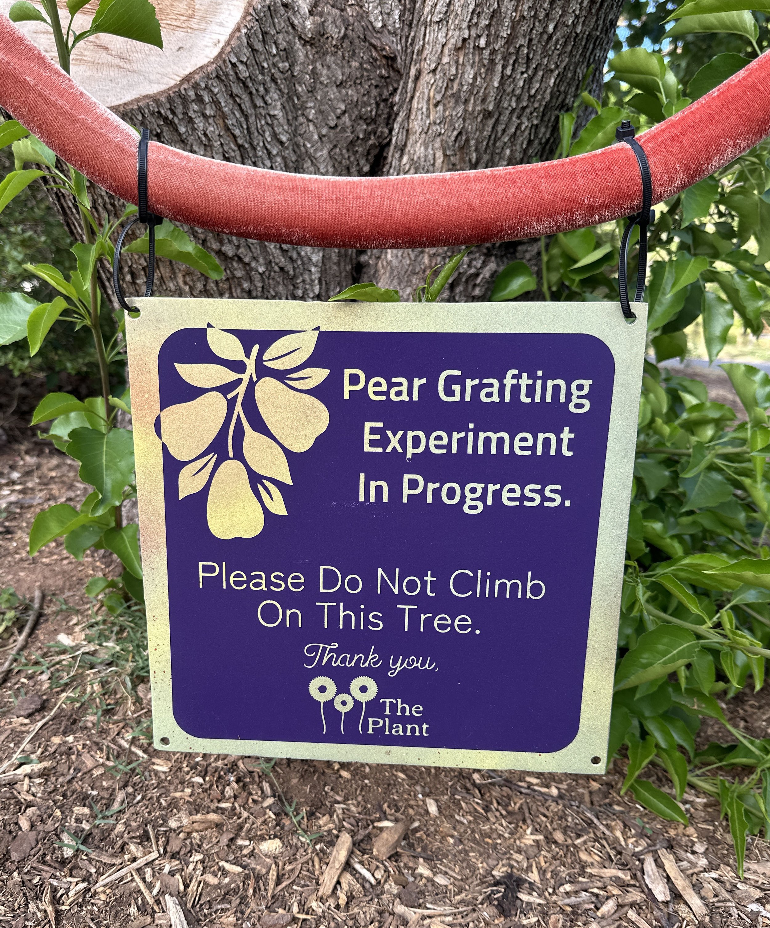 pear grafting sign.jpg