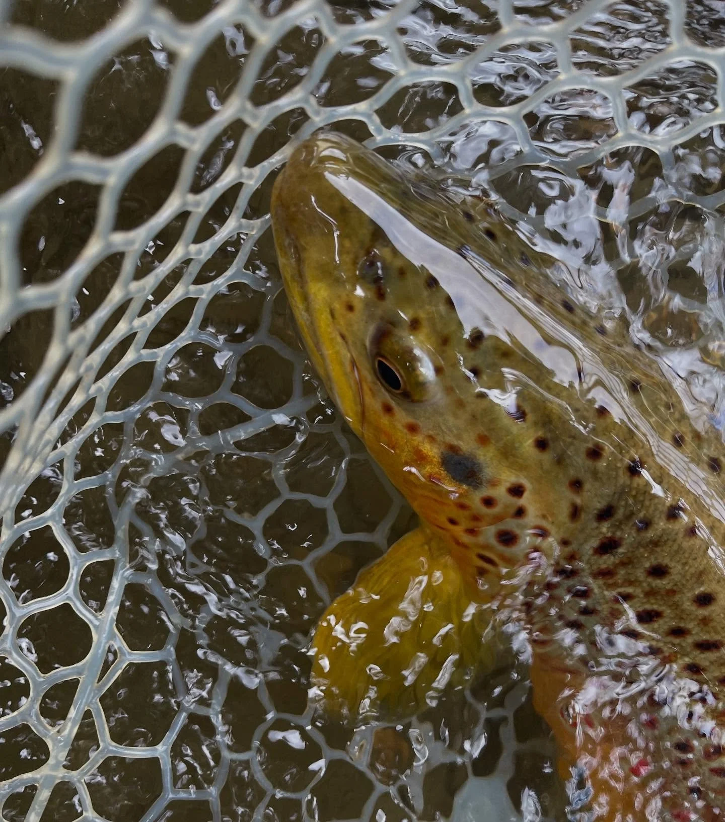 Fall colors 🍂 

Who else has been getting after it on the river this season? We love our fall fishing&hellip;

#FlyFishing #FlyFishingSchool #FlyFish #JoanWulff #LeeWulf #Catskills #BeaverkillRiver #LearnToFish #TroutOnFly #FlyFishNY #WulffSchoolOfF