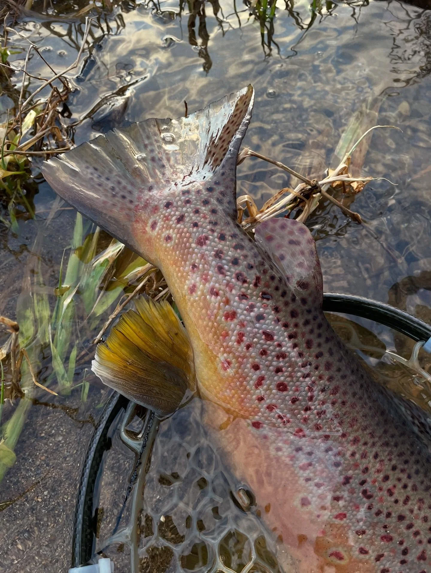 With fall fast approaching, it&rsquo;s time to break out the dry fly box again&hellip; Summer doldrums and warm water give way to cool nights and happy trout!

#FlyFishing #FlyFishingSchool #FlyFish #JoanWulff #LeeWulf #Catskills #BeaverkillRiver #Le