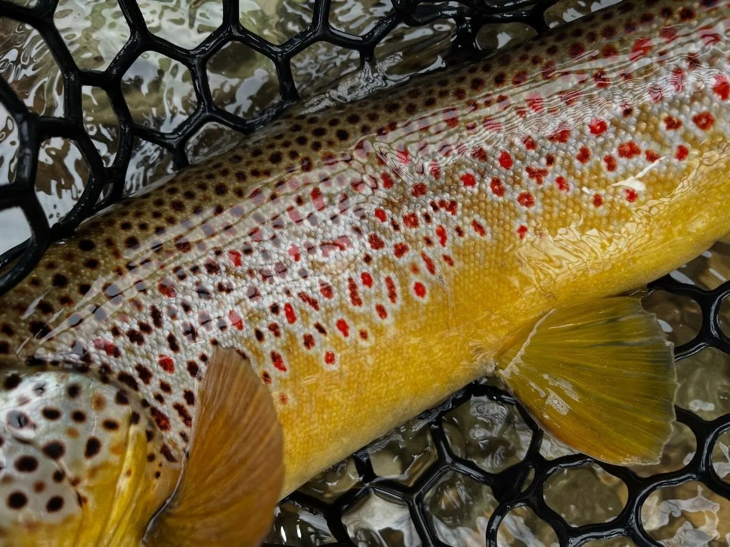 Snow is melting, temps are rising and the freestone brown trout are stirring! Want to sharpen your skills for the upcoming season? Visit our new website to secure your spot in The Wulff School of Fly Fishing&rsquo;s 2026 offering! 

#FlyFishing #FlyF
