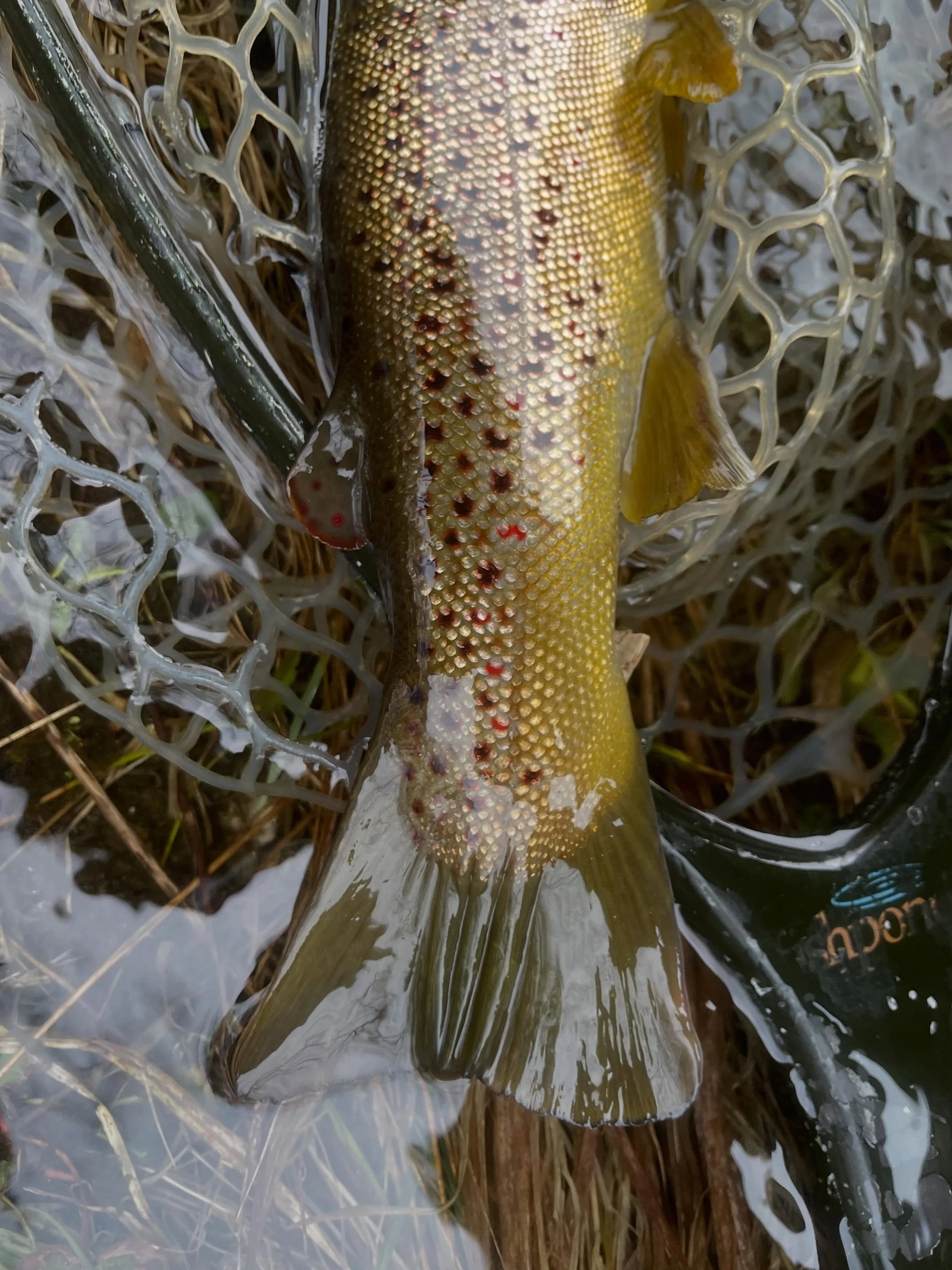 The leaves are out and brown trout are stirring&hellip; Are you ready?! 

#WulffSchool #JoanWulff #BrownTrout #LearnToFish #FlyFishing