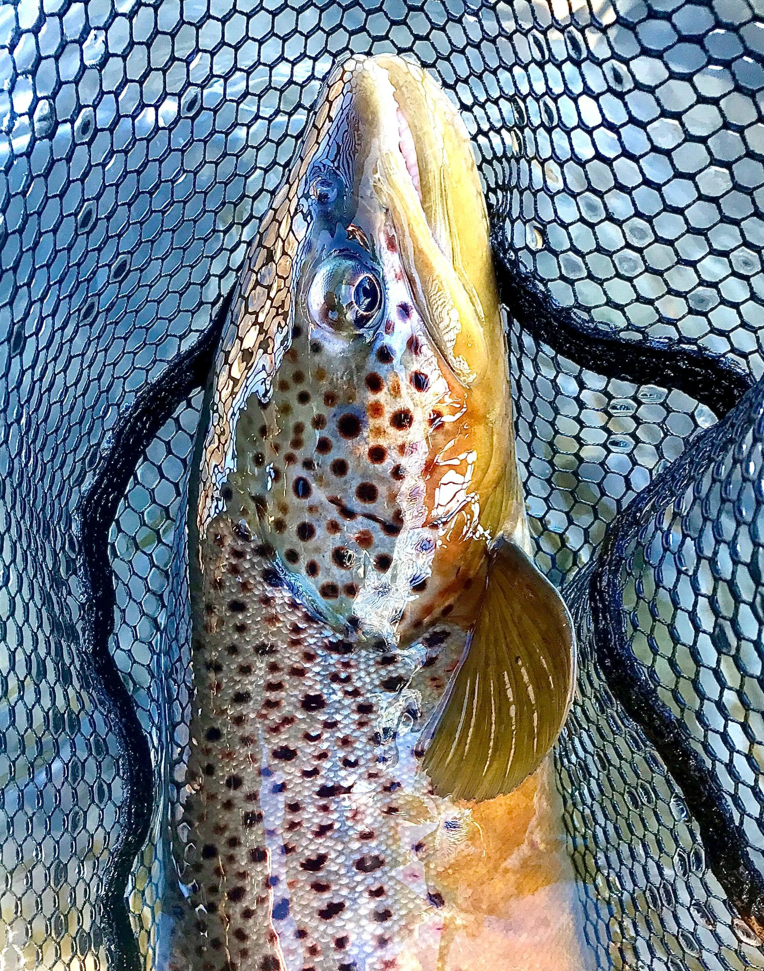Memorial Day Weekend means dry fly season is upon us! Are you getting after it this weekend? We sure hope so! 

Visit our link in bio to scoop up one of our (precious few) remaining openings for the 2026 season!

#wulffschool #flyfishing #learntofish