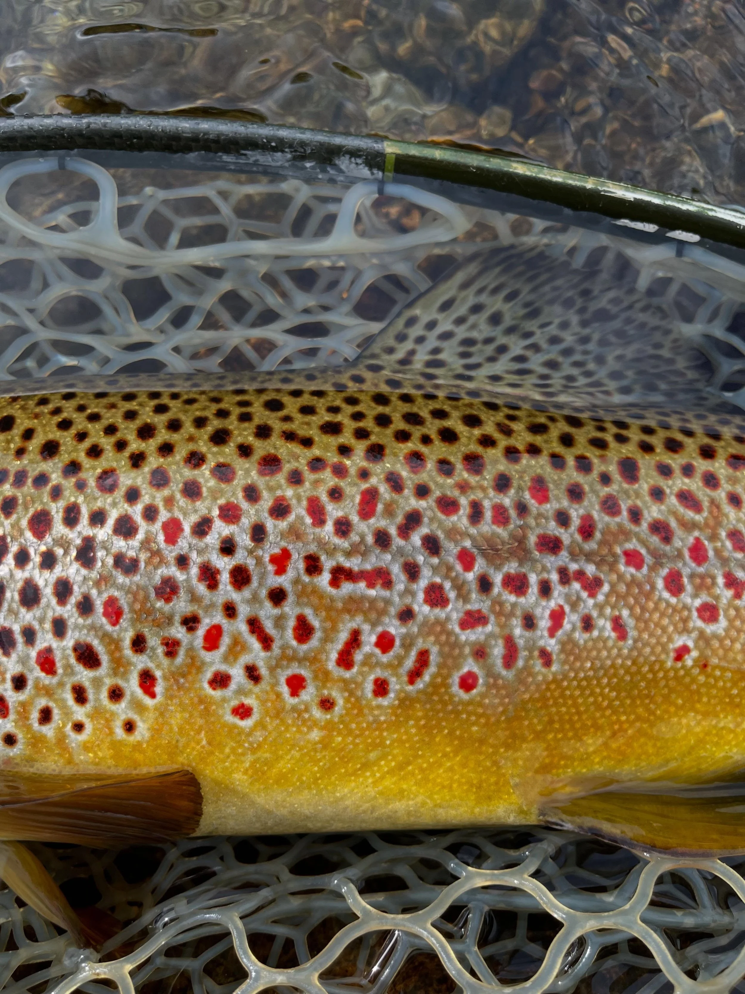 Summer colors&hellip; Here&rsquo;s hoping your fly fishing season is off to a great start! The trout are hungry &mdash; are you getting after it?! 

#WulffSchool #FlyFishing #BrownTrout #LearnToFish #JoanWulff
