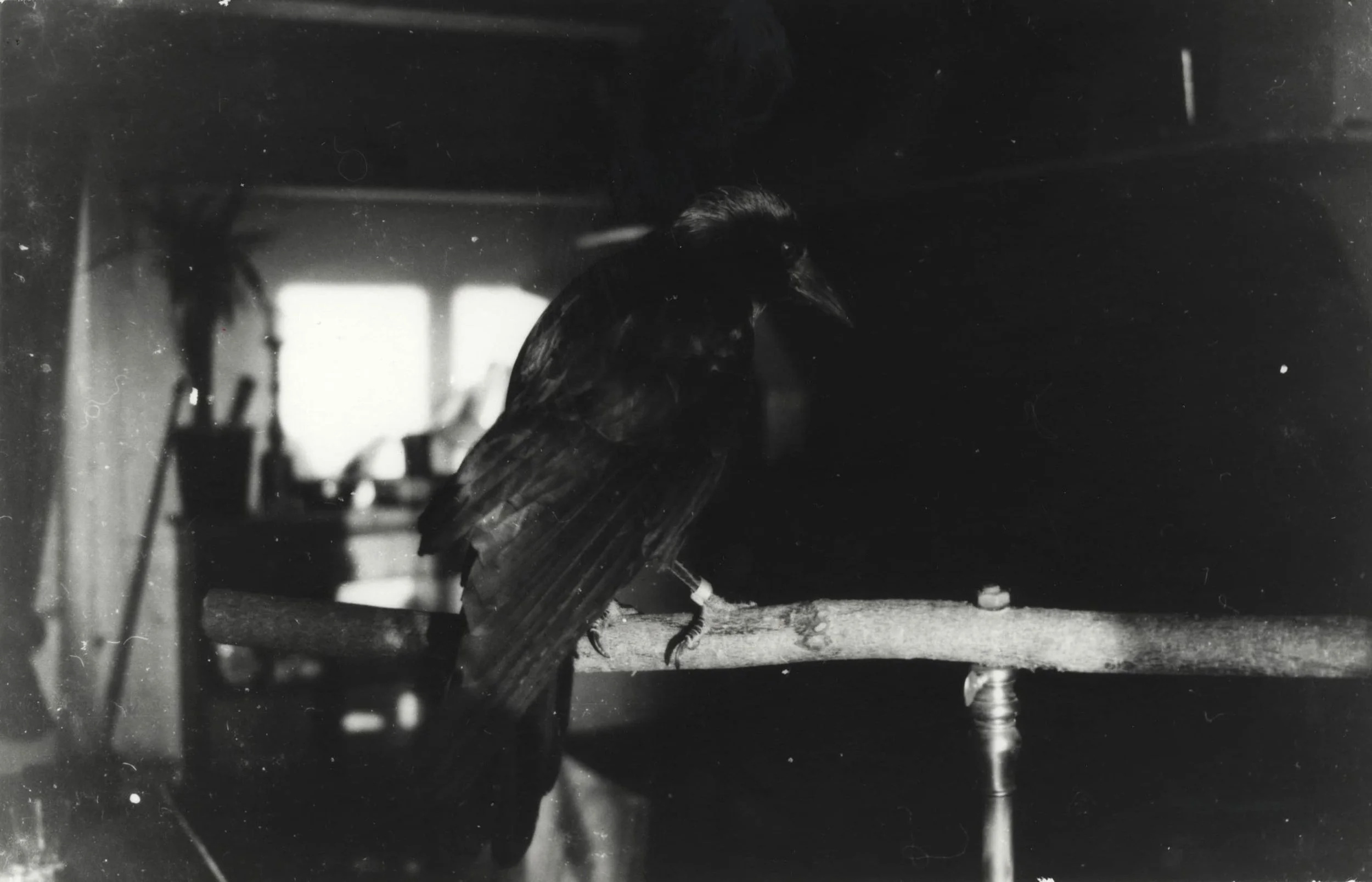 Taël-2.jpg