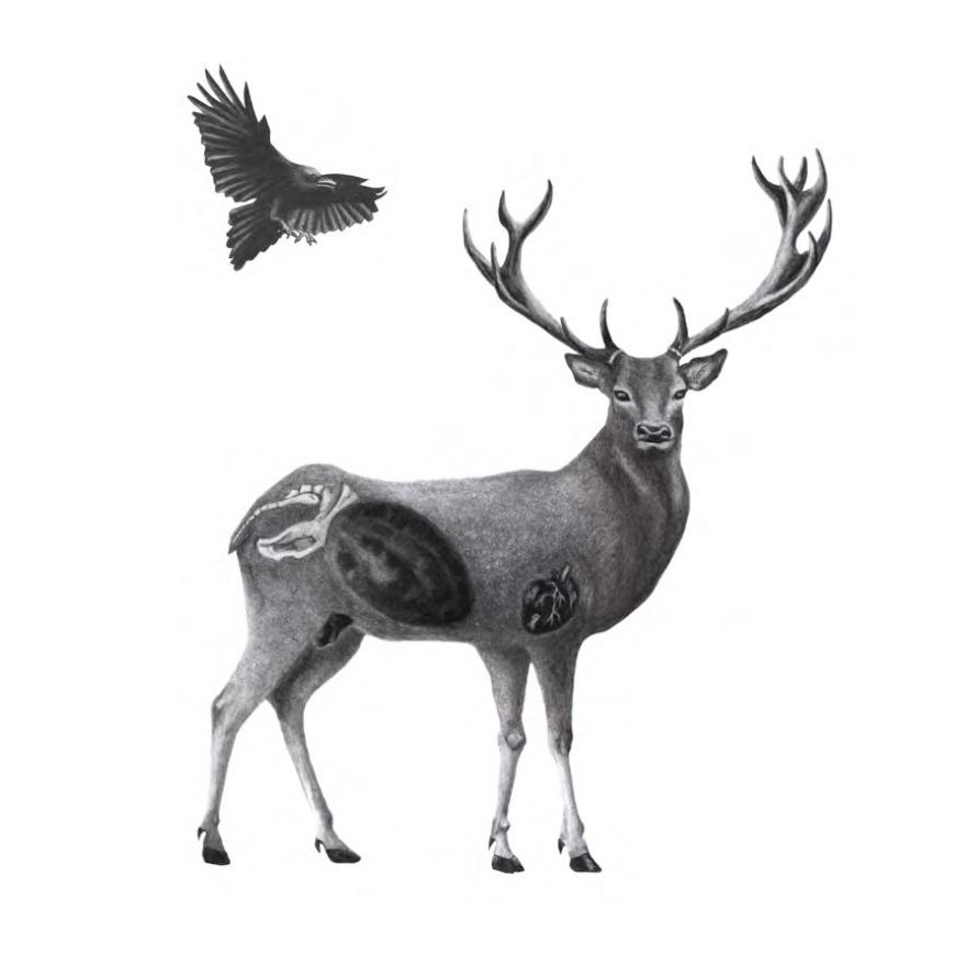 Cerf-maquette2-Tiphaine-Branca.jpg