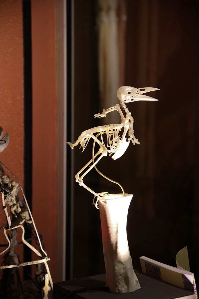 Squelette d'un oiseau, peut-être un corbeau, posé sur une base éclairée dans une vitrine, avec un fond sombre et quelques autres squelettes visibles à gauche.