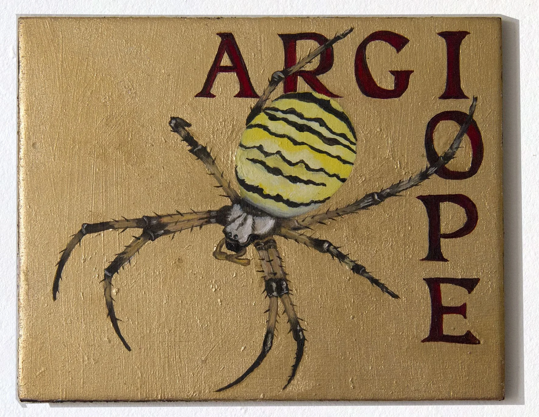 argiope.jpg