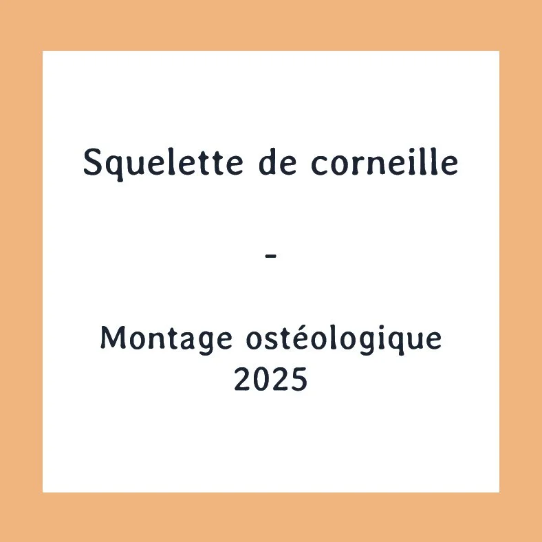 Page de titre avec texte : Squelette de corneille - Montage ostéologique 2025, sur fond blanc dans un cadre beige.