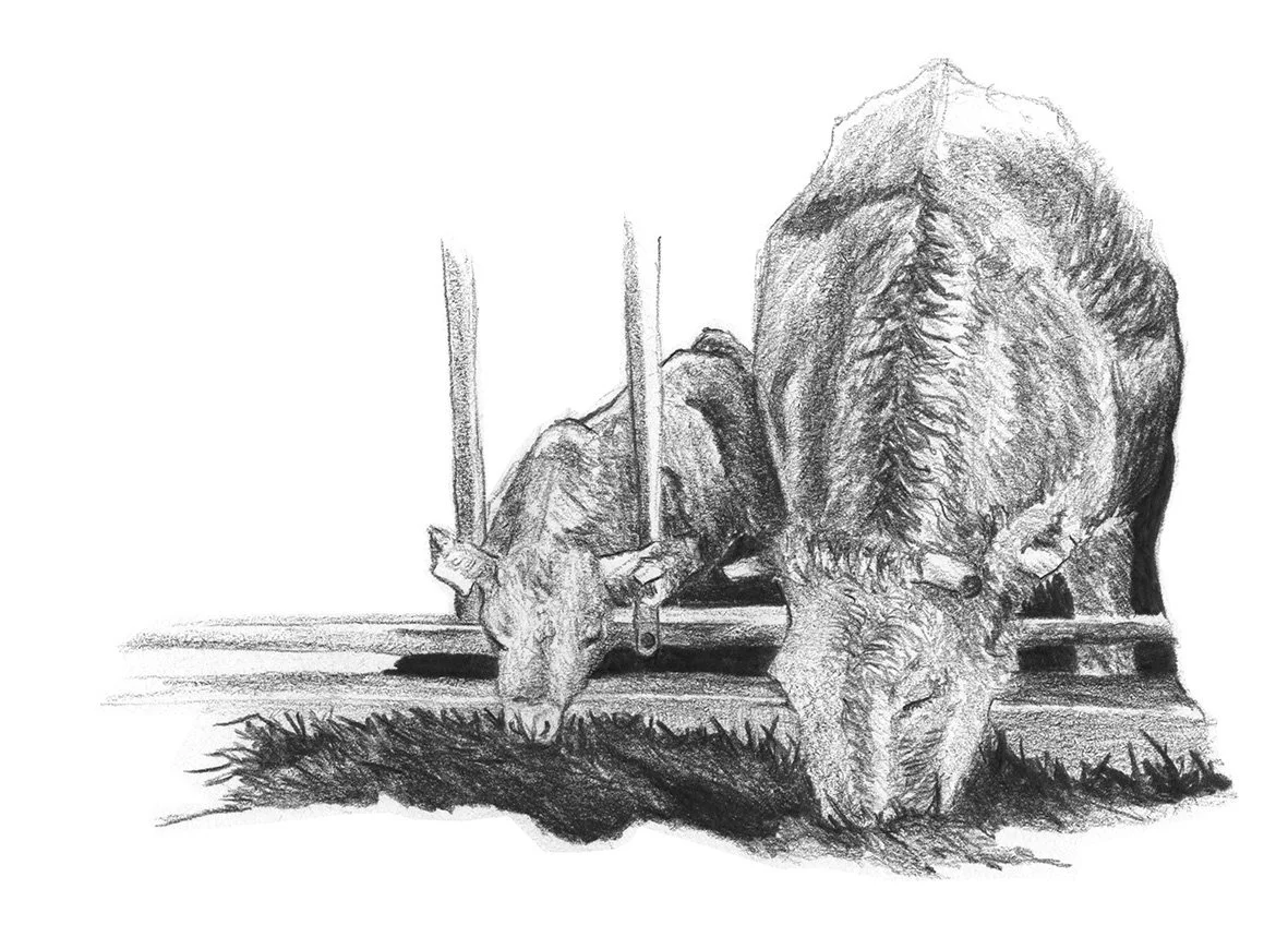 ©Vaches-Tiphaine Branca-2021.jpg