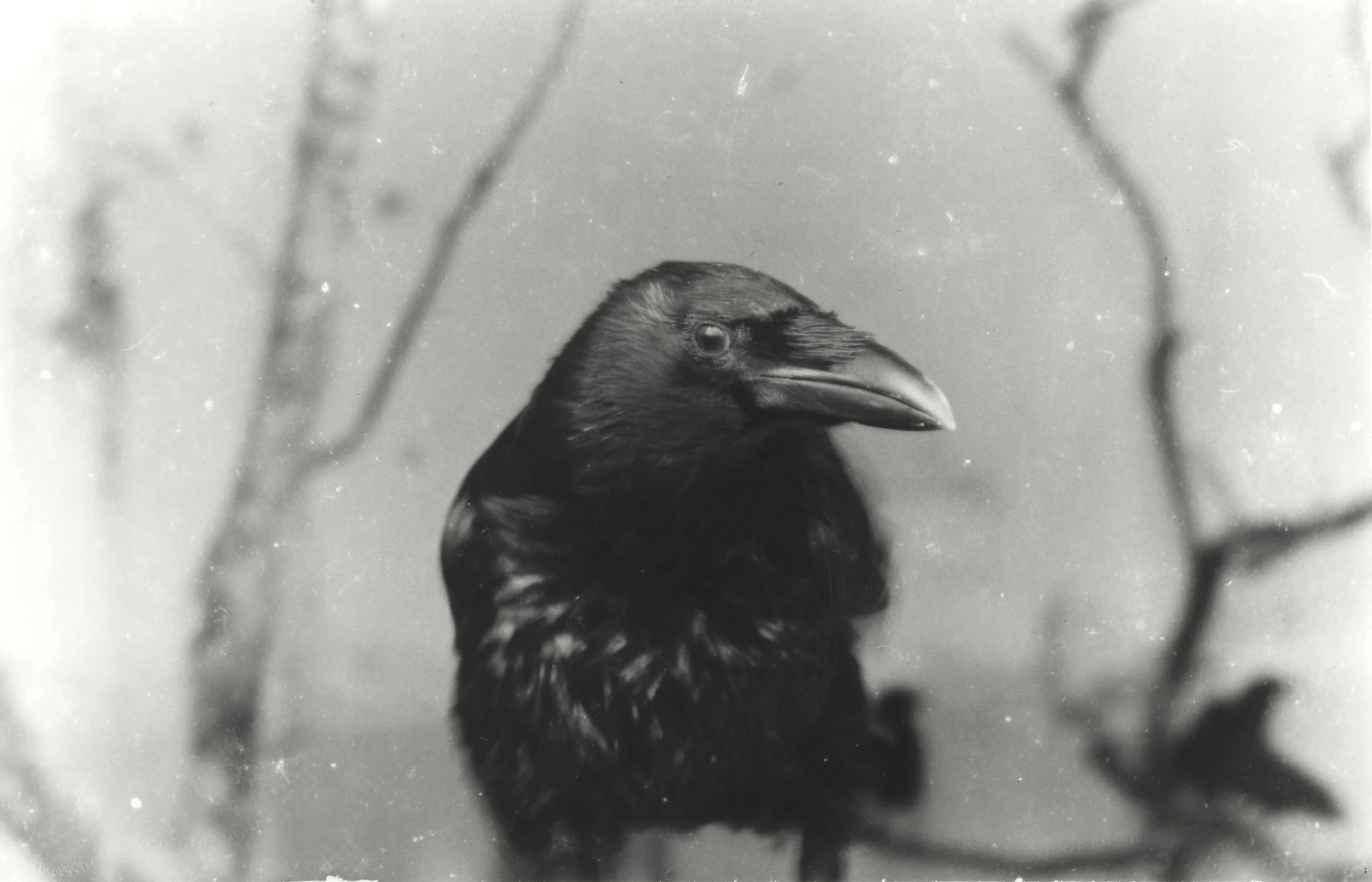 Un corbeau noir assis sur une branche.