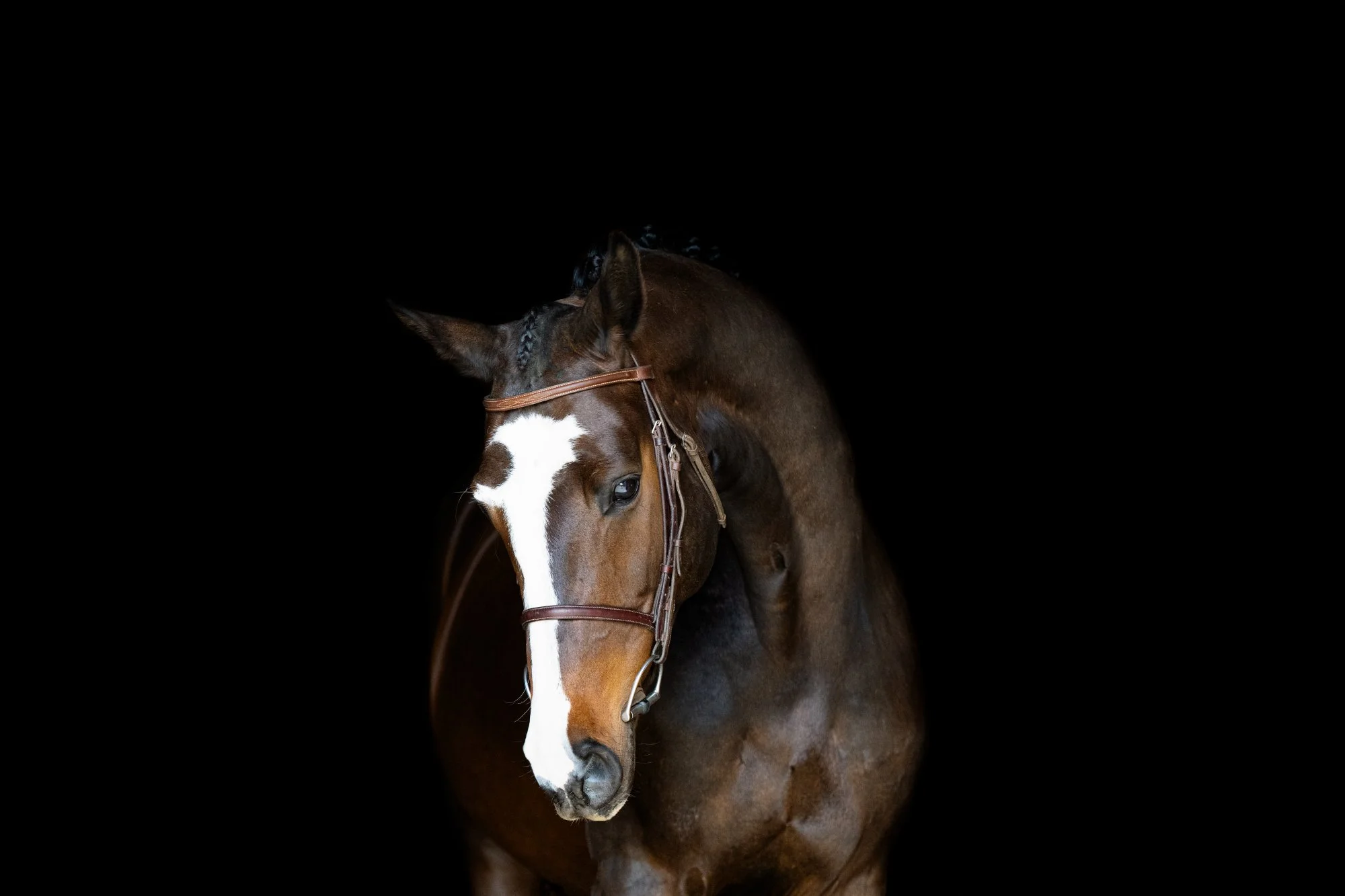Caroline-sales-horse.jpg