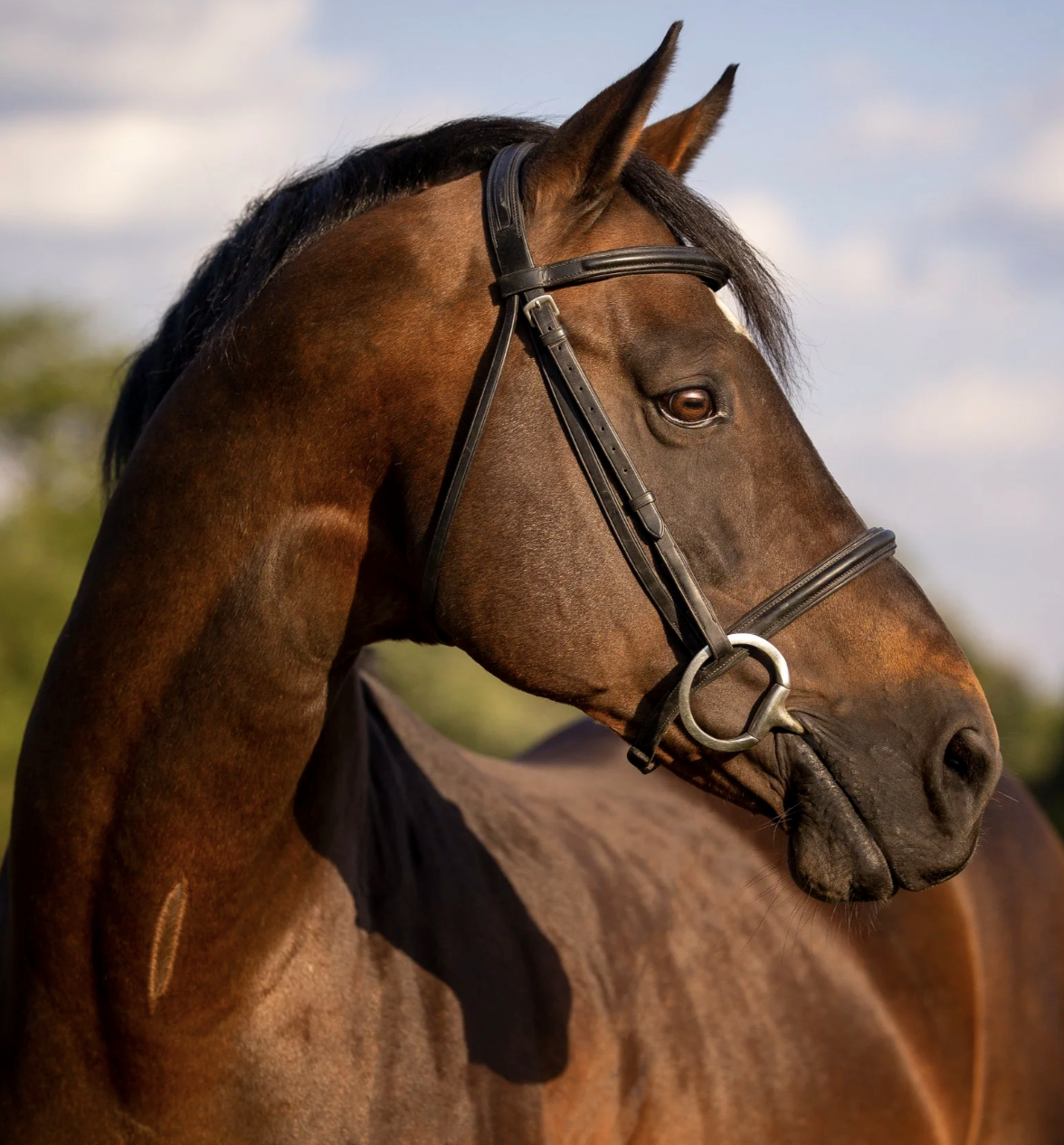 orbetello headshot2.png