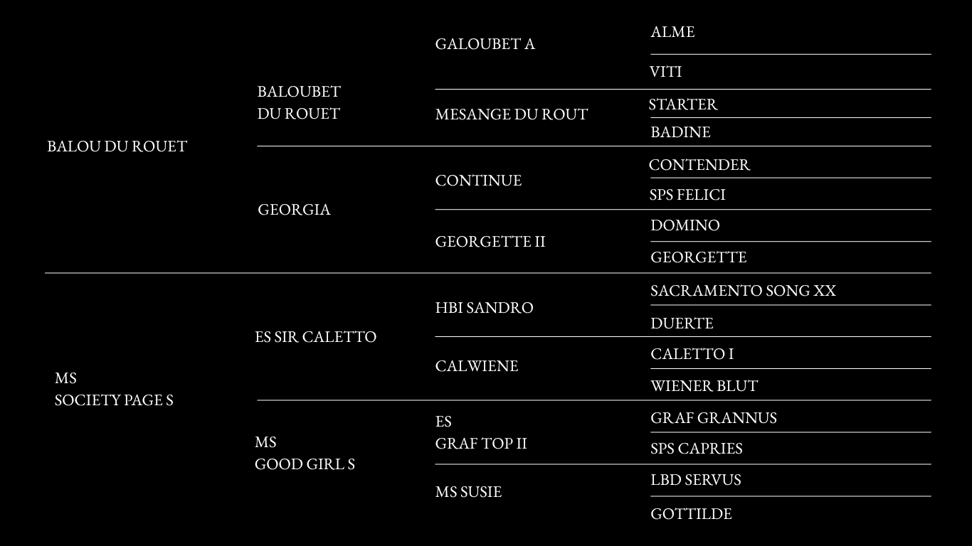 Bruno-pedigree.png