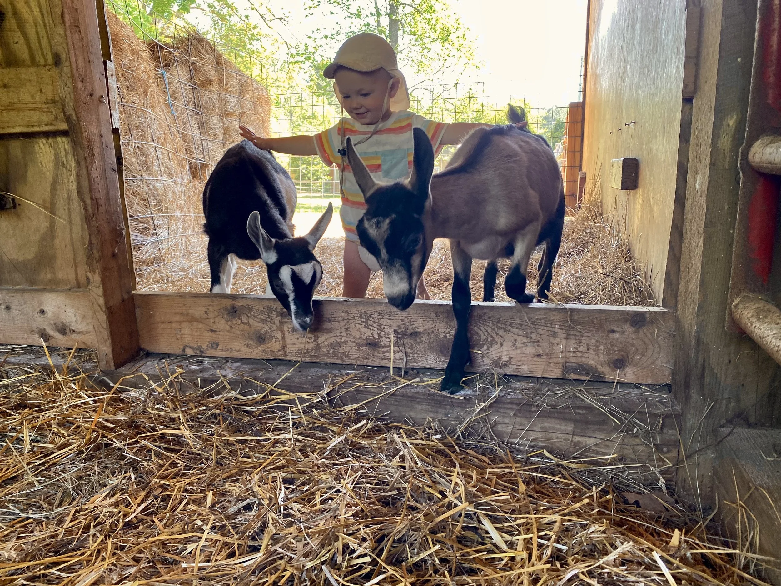 Toddler Farm Time *Fall 2026 Session*