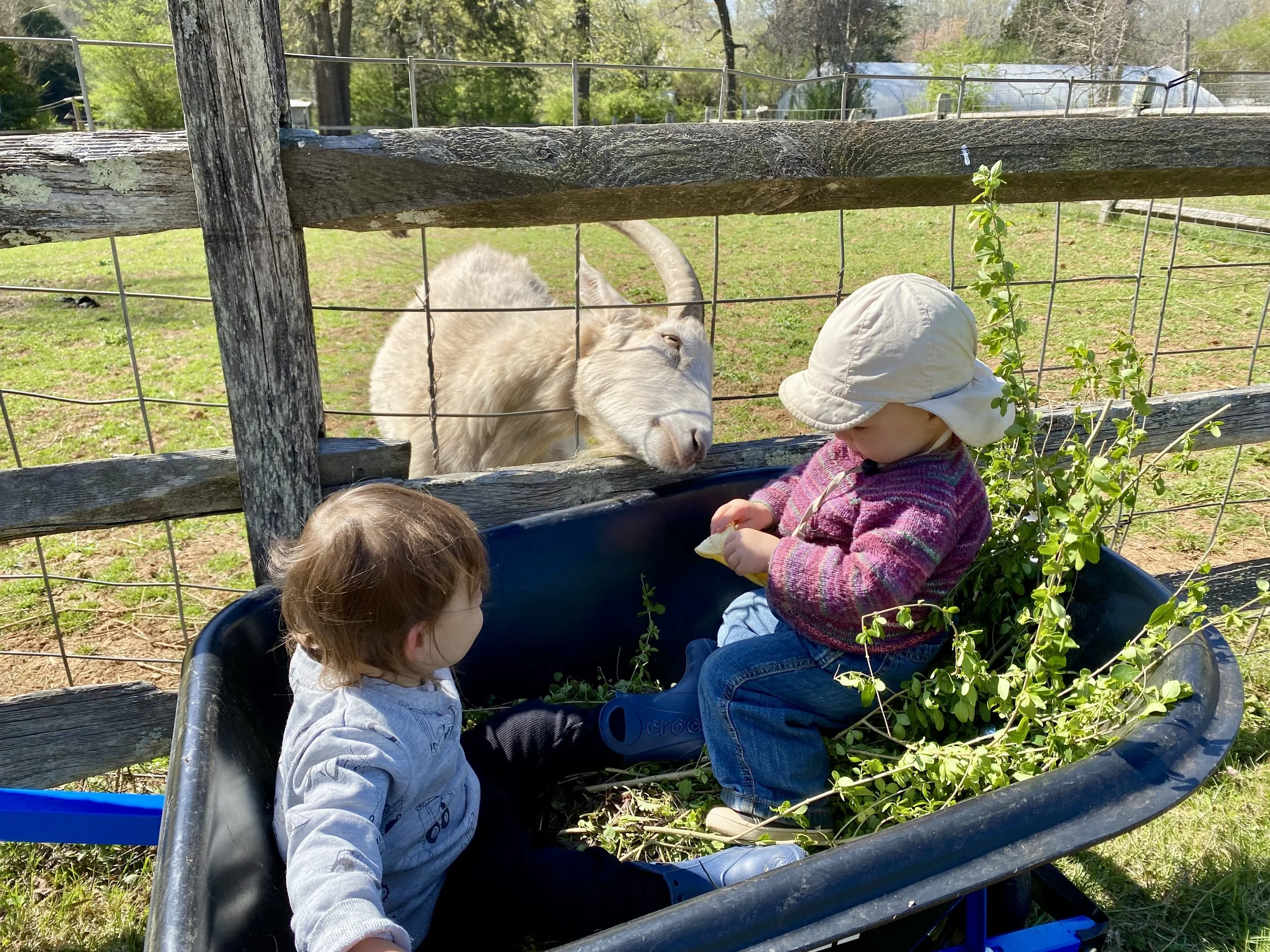 Toddler Farm Time *Spring Session*
