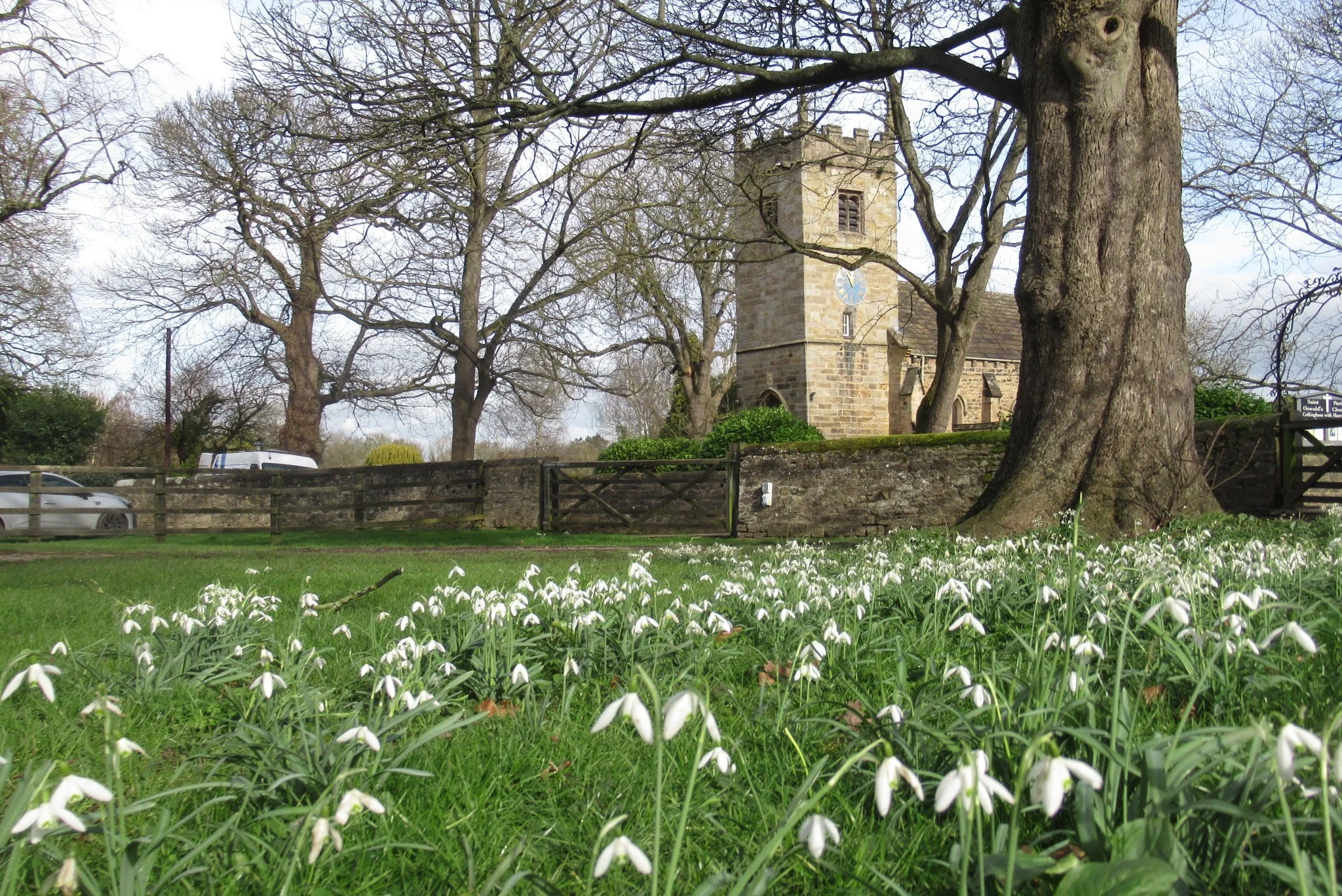 Collingham Church amongst snowdrops