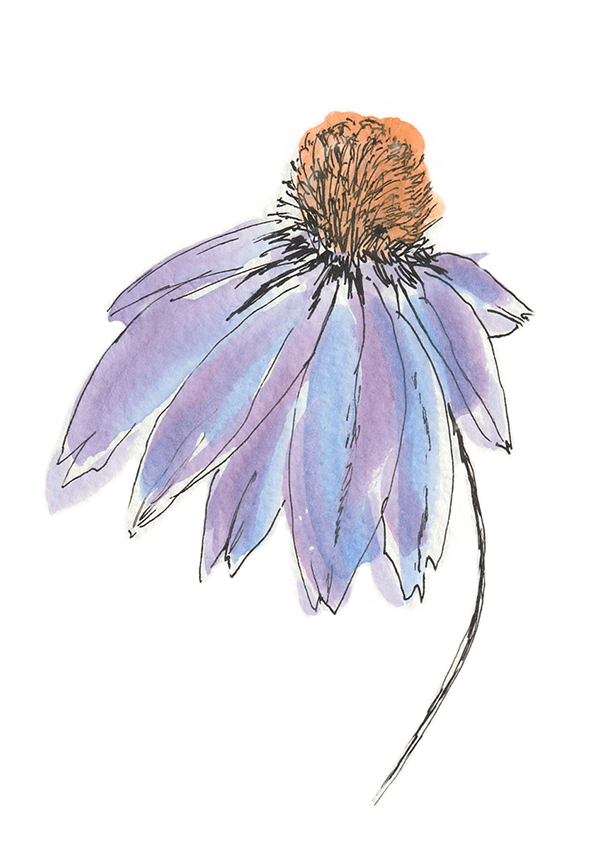watercolour painting of echinacea flower in purple and orange with ink linework