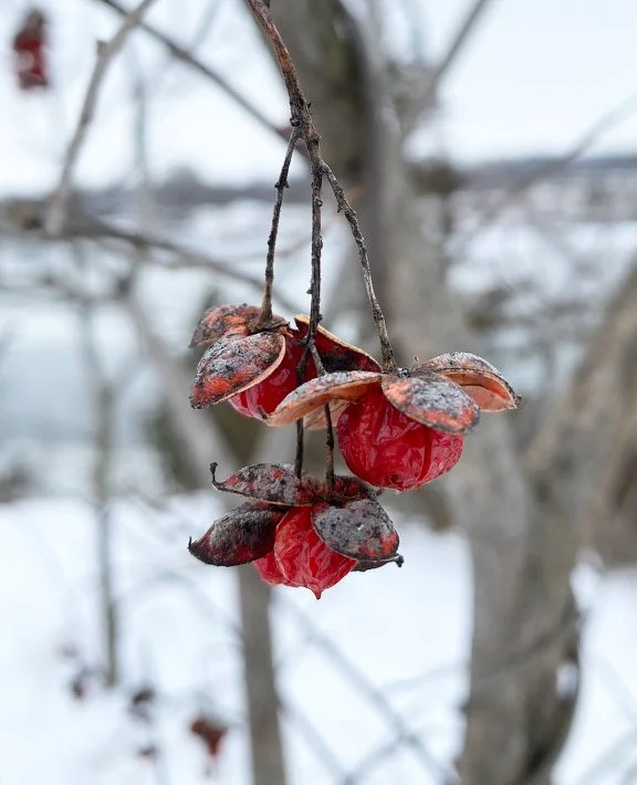 red berry cluster hanging from tree with snowy background