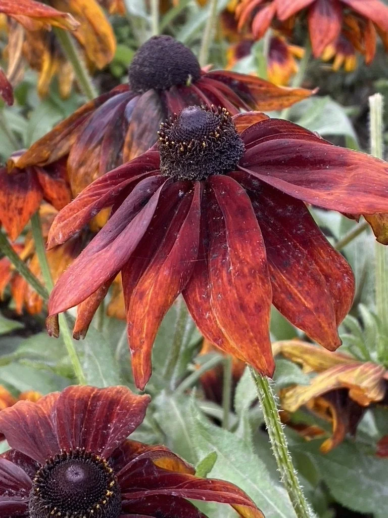 colourful red black eyed susie flowers