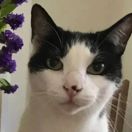 Close-up of a black and white cat with green eyes and a pink nose.