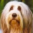A fluffy dog with long, wavy fur and brown eyes