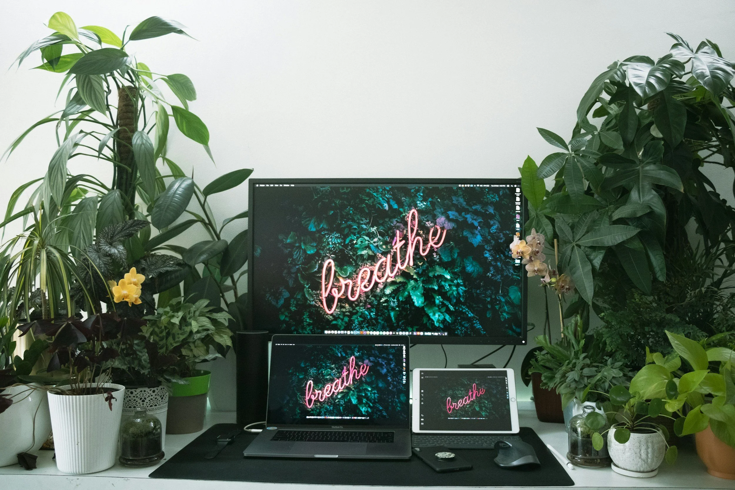 A computer desk with a large monitor, a laptop, and a tablet, all displaying a background with greenery and the word "breathe" in pink neon text. The desk is surrounded by various green potted plants, creating a lush workspace.