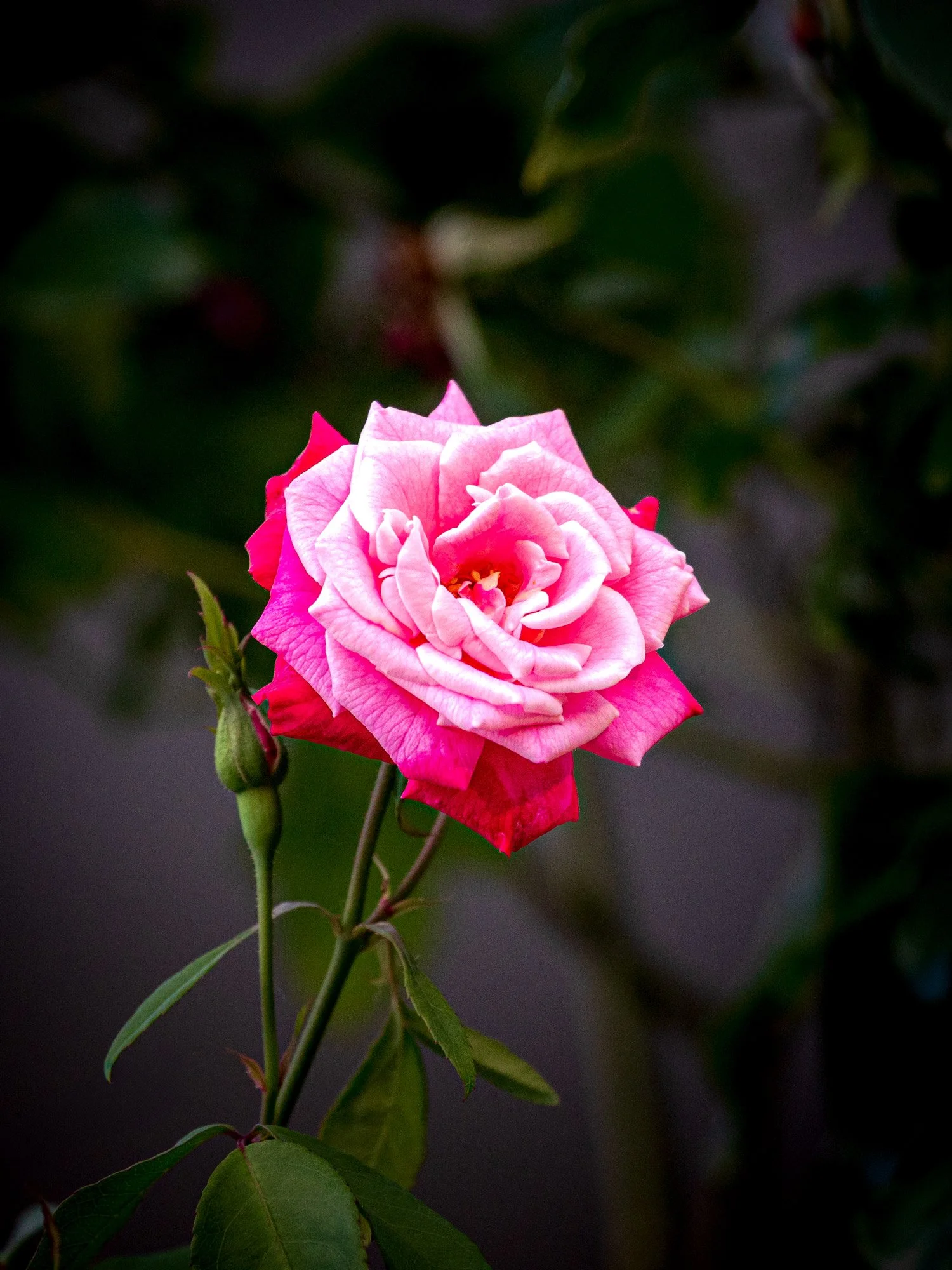 HJC-09-Garden-Rose-Rosa-Chinensis-01-626kb.jpg