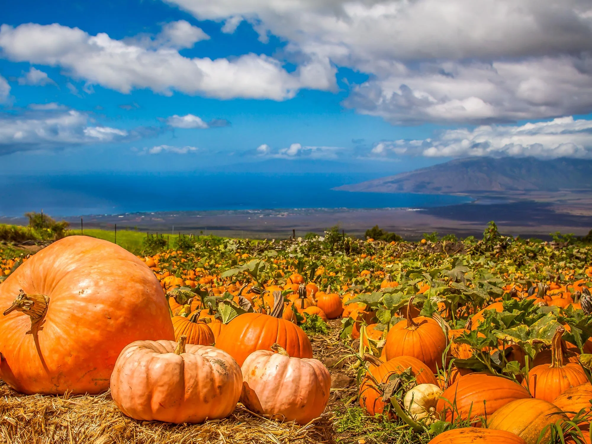 16 HJC-11-Pumpkin-Farm-01-503kb.jpg