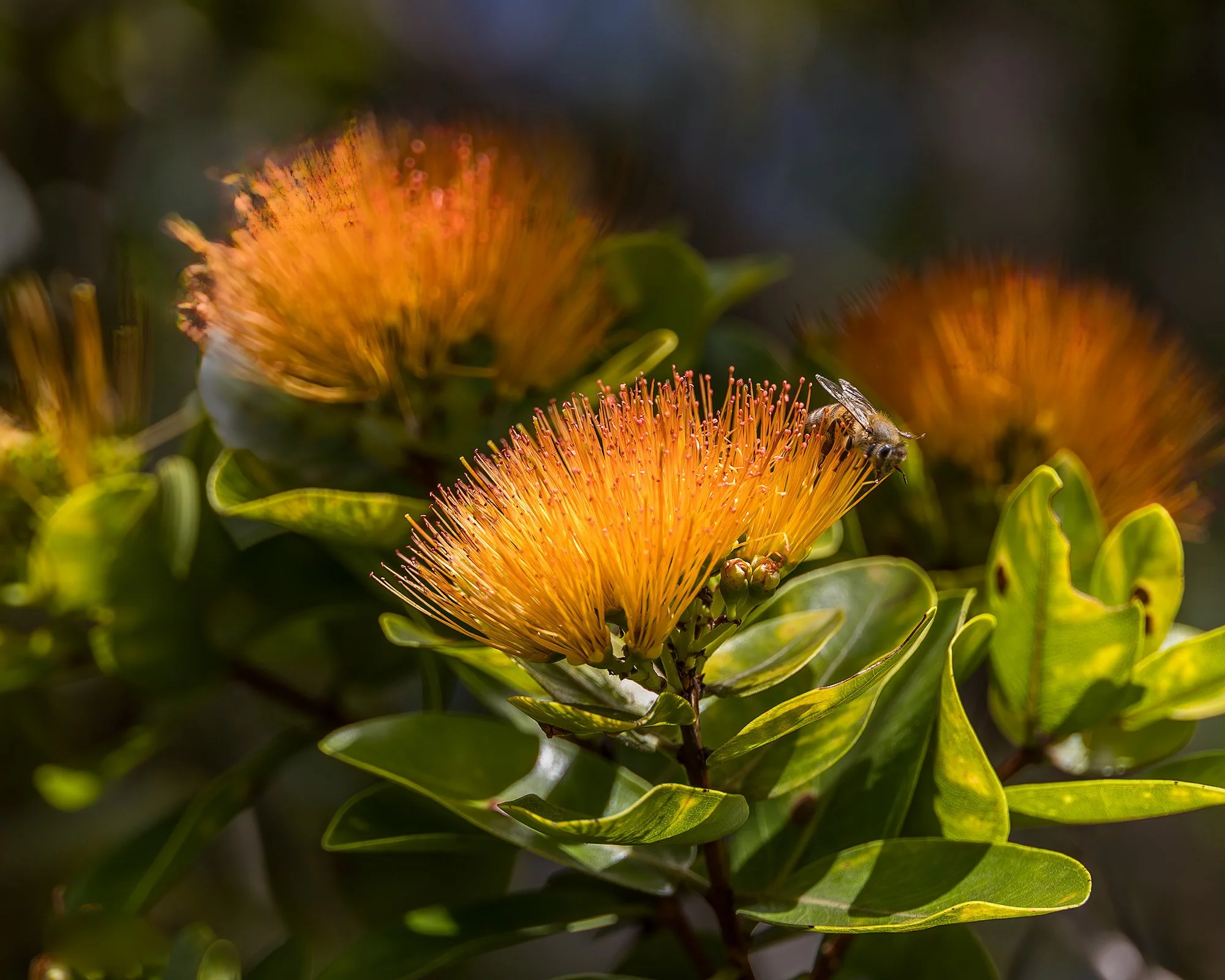 DC-Orange-Ohia.jpg