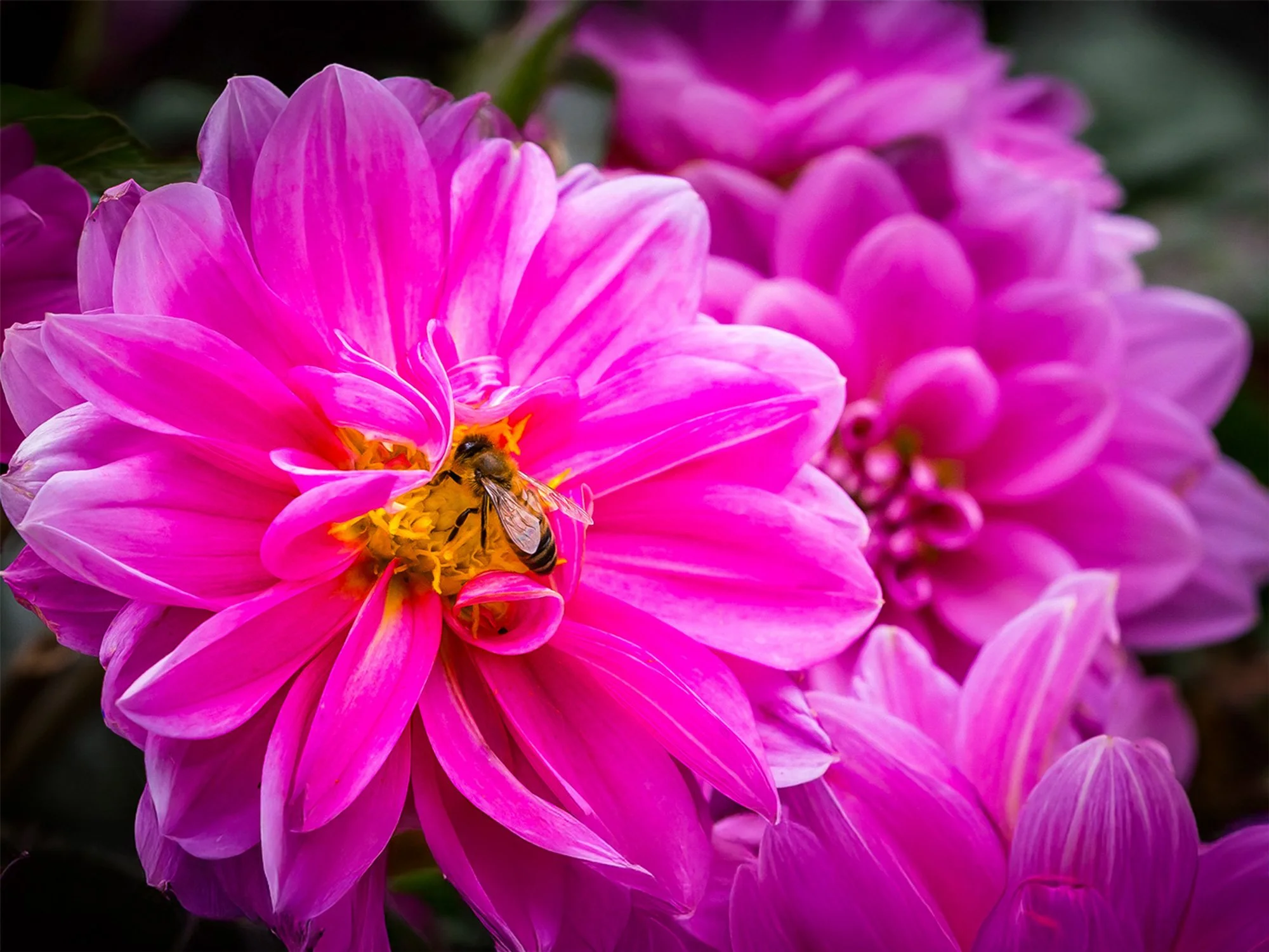 HJC-22-Dahlia-pinnata-01-757.jpg