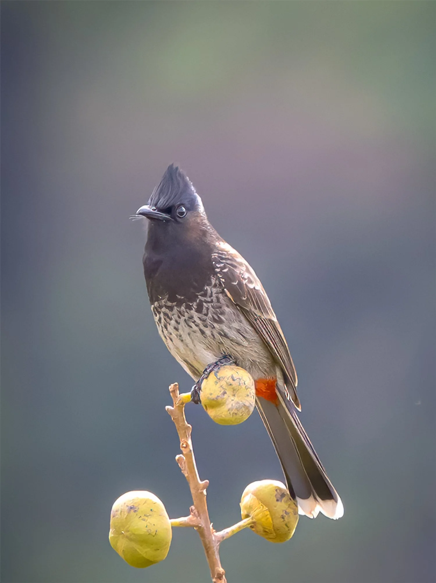 HJC-04-Red-Vented-Bulbul-02-636.jpg