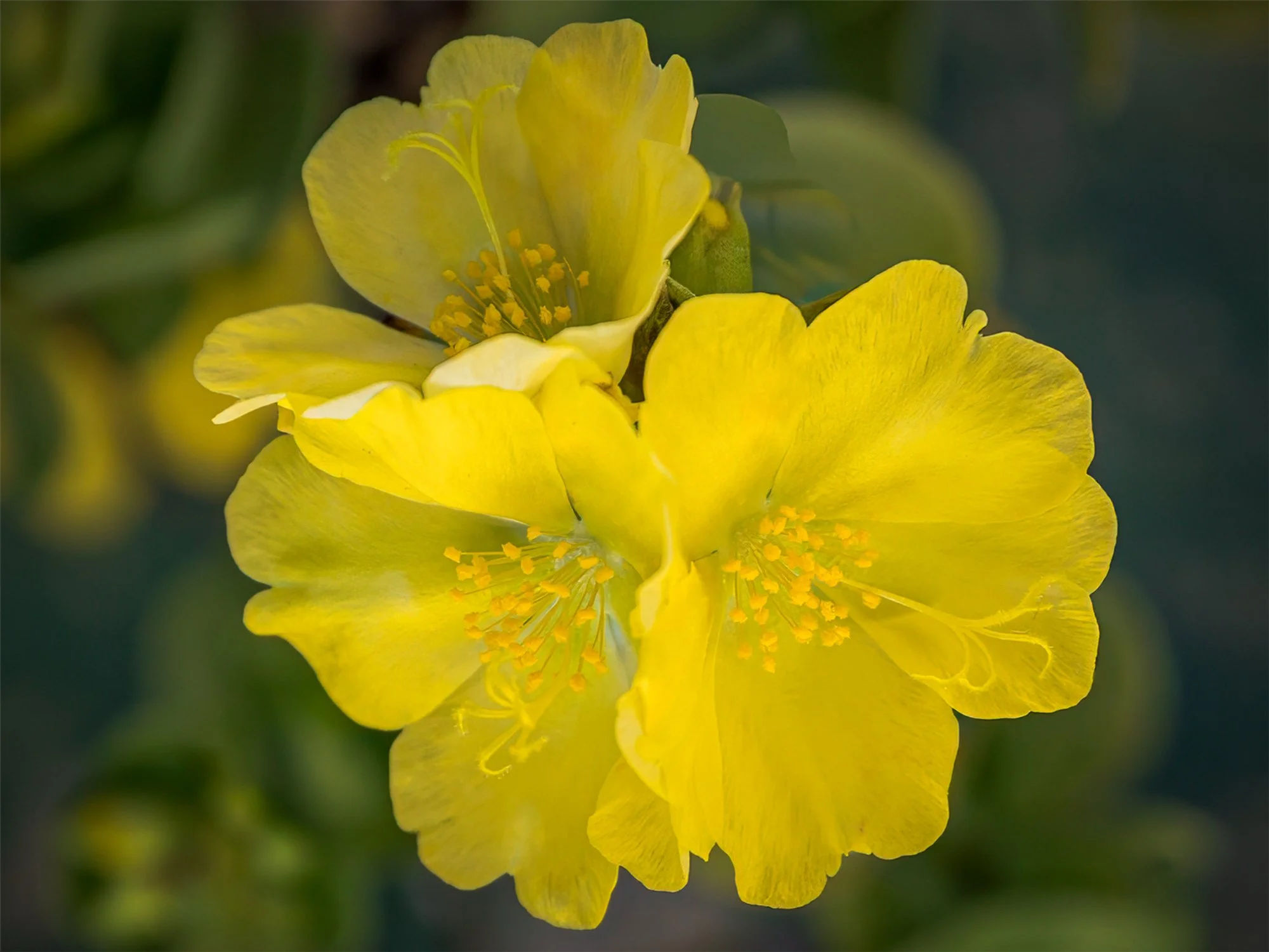 HJC-06-Molokini-Purslane-Portulaca-Ihi-01-677kb.jpg