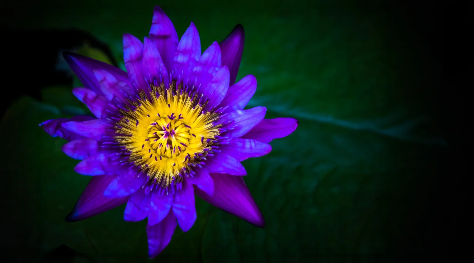 HJC-Egyptian-Lotus-Nymphaea-nouchali-var-caerulea.jpg