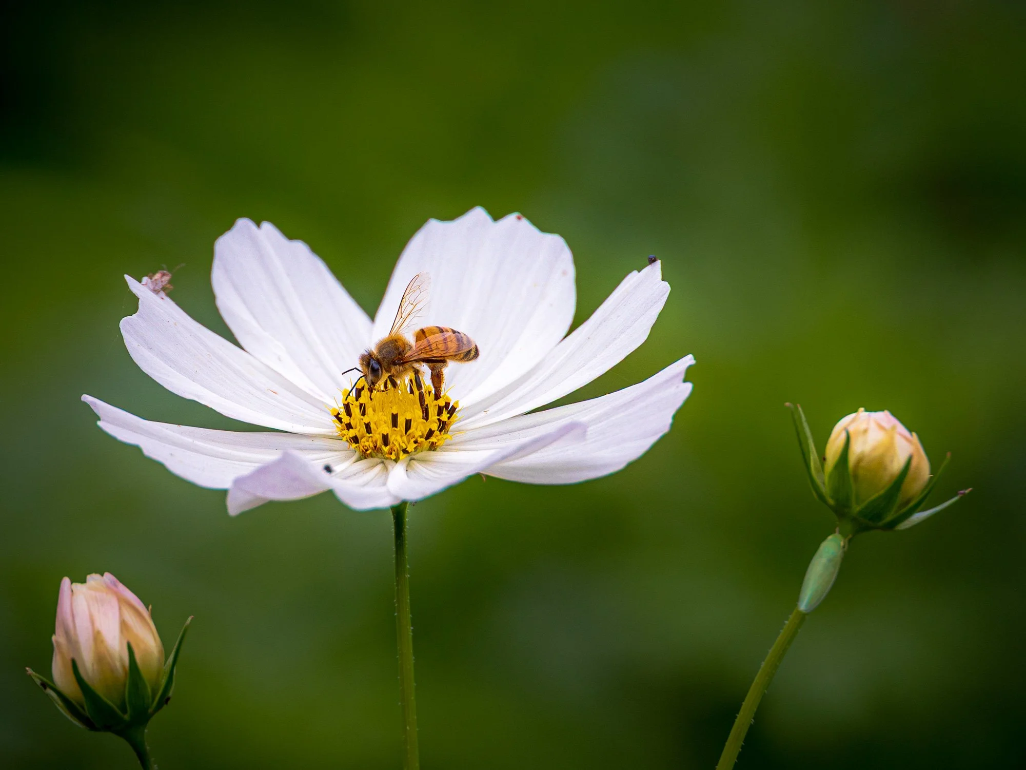 HJC-04-Garden-Cosmos-with-Bee-01-631kb.jpg
