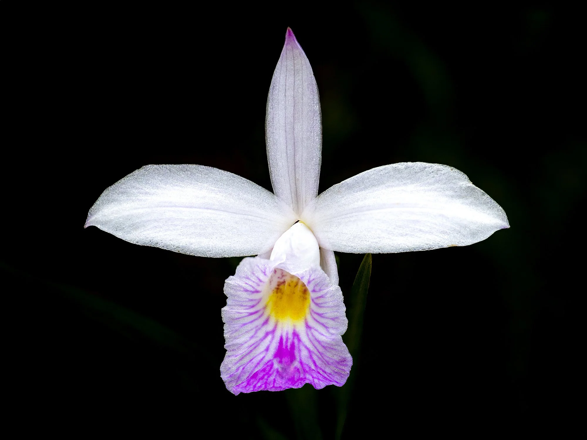 HJC-17-Bamboo-Orchid-Arundina-graminifolia-01-604kb.jpg