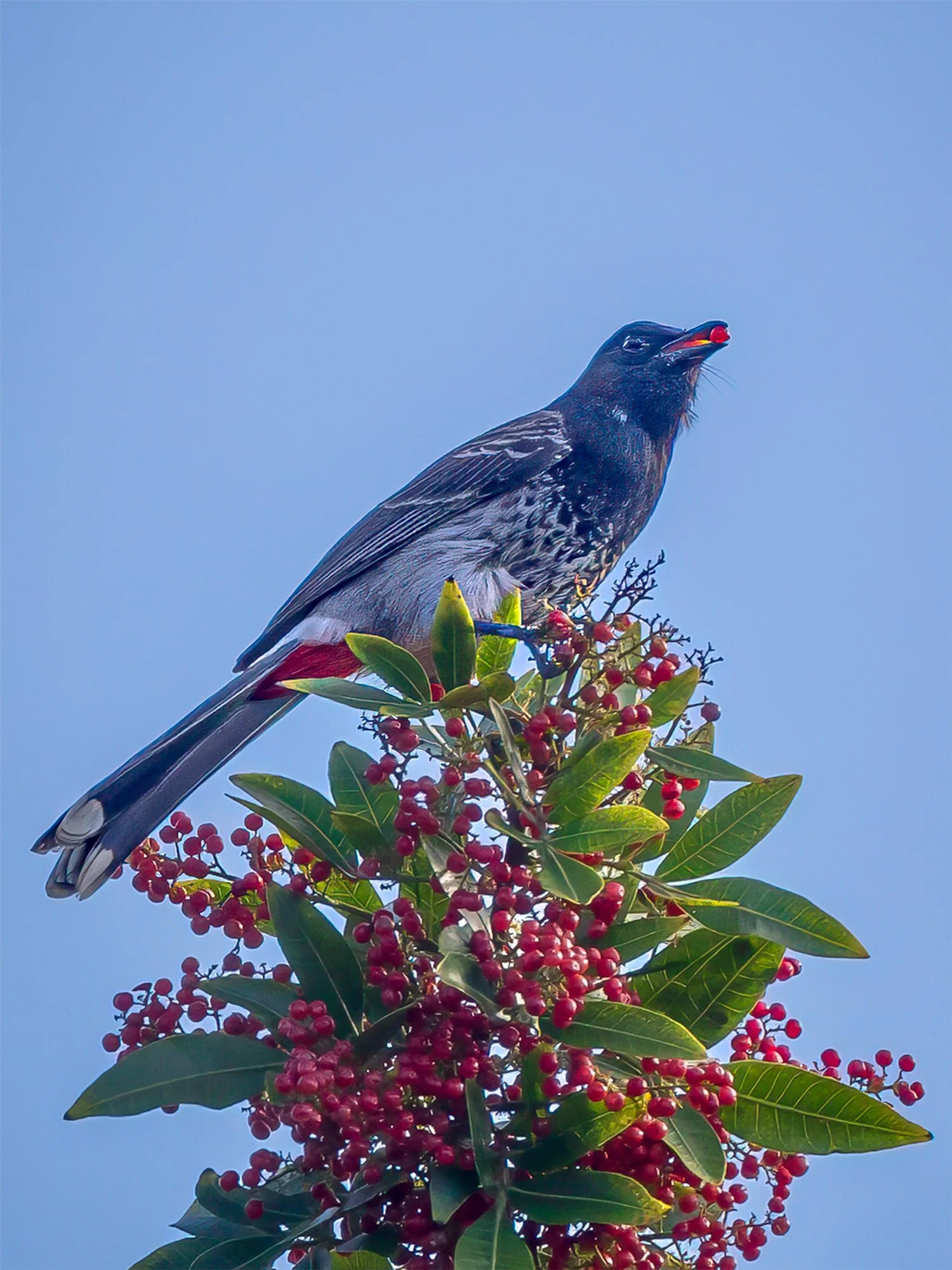 HJC-03-Red-Vented-Bulbul-01-765.jpg