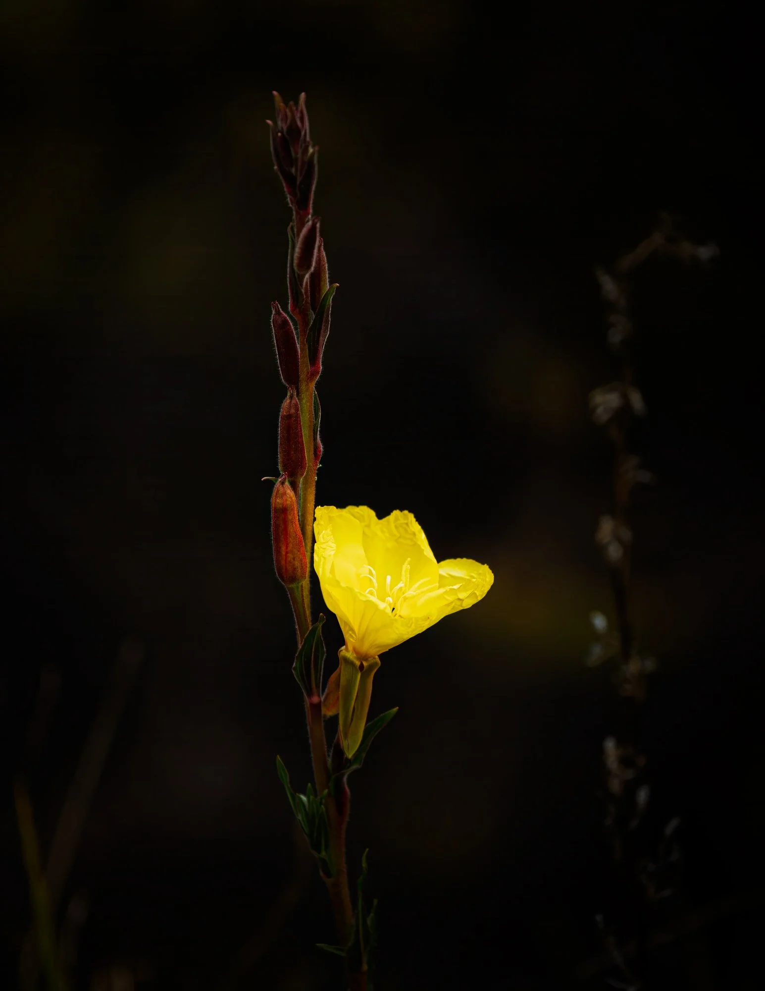 HJC-08-Hookers-evening-primrose-Oenothera-01-504kb.jpg