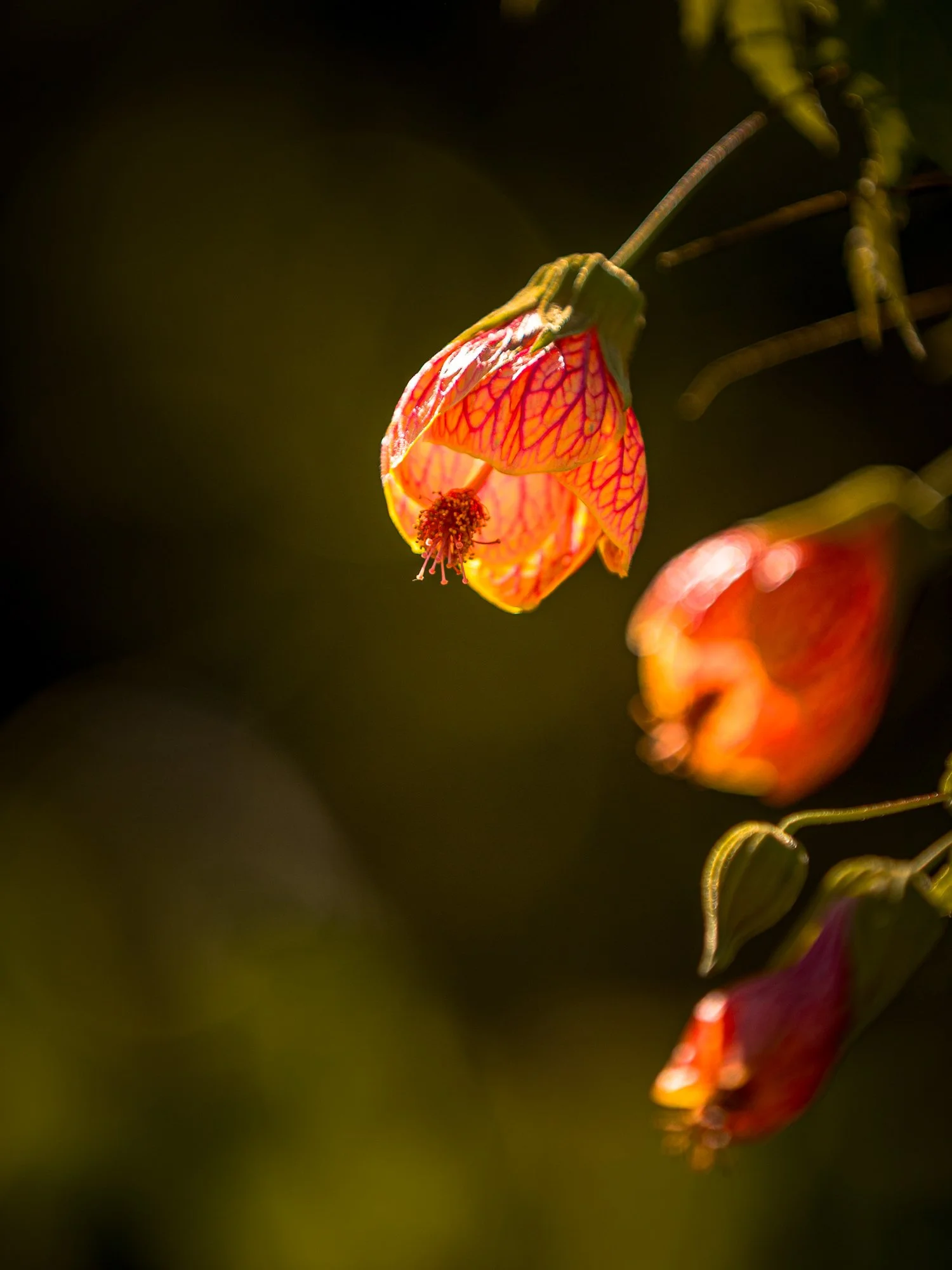HJC-03-Callianthe-picta-Chinese-Lantern-01-862kb.jpg