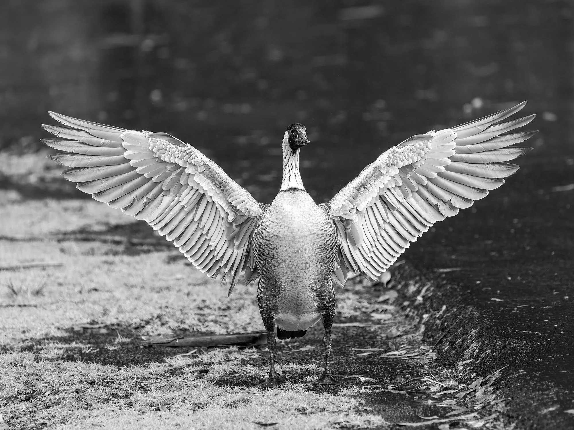 DC-Nene-Bird.jpg