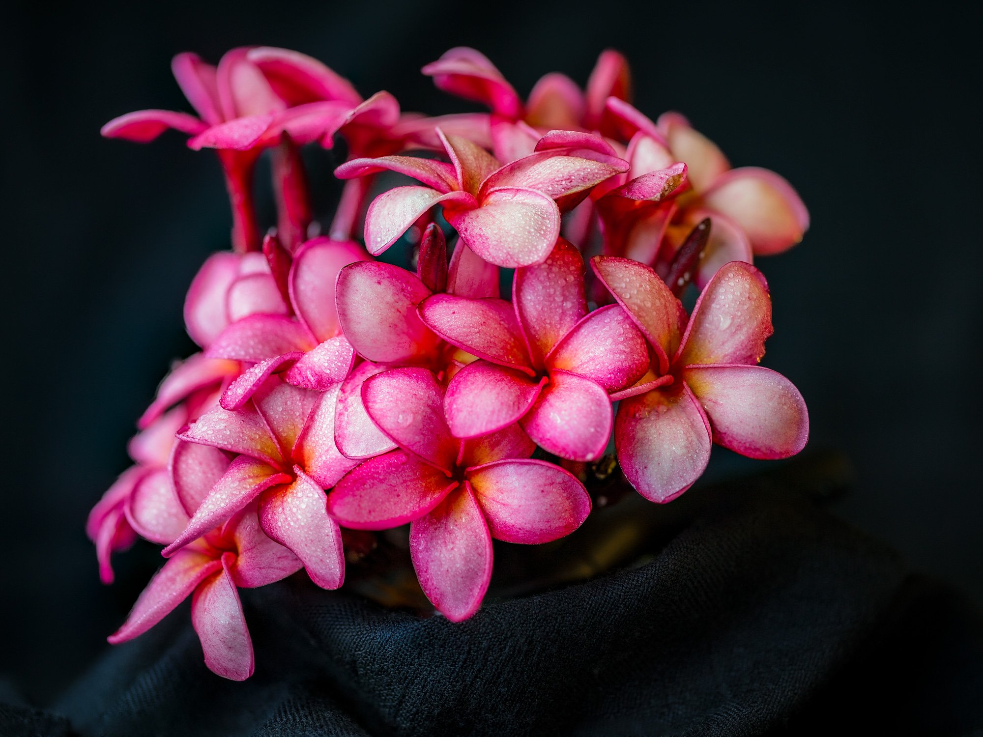 DC-Red-Plumeria.jpg